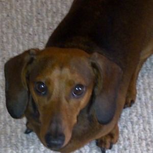 Meet your Posher, Mindy